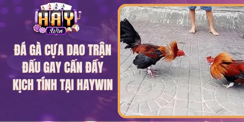 Đá Gà Cựa Dao Trận Đấu Gay Cấn Đầy Kịch Tính Tại 789Club