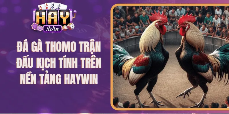 Đá Gà Thomo Trận Đấu Kịch Tính Trên Nền Tảng 789Club