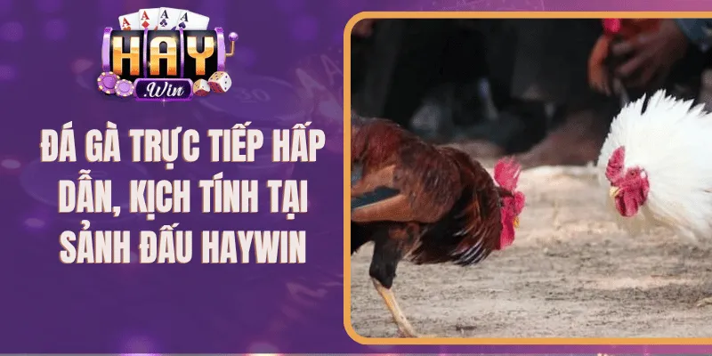 Đá Gà Trực Tiếp Hấp Dẫn, Kịch Tính Tại Sảnh Đấu 789Club